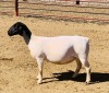 1x DORPER OOI/EWE Kowie de Witt Dorpers TIEPE 5