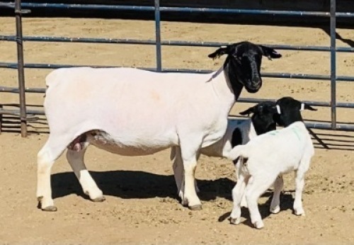 1x DORPER OOI/EWE Kowie de Witt Dorpers TIEPE 5
