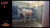 LOT 1 1X ELAND M:1