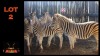 LOT 2 5X ZEBRA M:2 V/F:3 (Per Piece to take the lot/Per stuk om lot te neem)