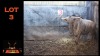 LOT 3 1X BLOUWILDEBEES M:1