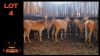 LOT 4 5X ELAND M:2 V/F:3 (Per Piece to take the lot/Per stuk om lot te neem)