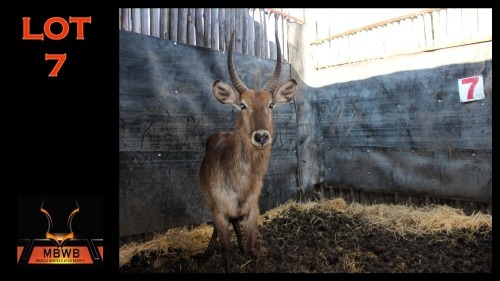 LOT 7 1X WATERBOK M:1