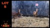 LOT 5 4X ROOIBOK M:4 (Per Piece to take the lot/Per stuk om lot te neem)