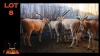 LOT 8 6X ELAND V/F:6 (Per Piece to take the lot/Per stuk om lot te neem)