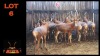 LOT 6 10X BLESBOK M:10 (Per Piece to take the lot/Per stuk om lot te neem)