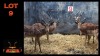 LOT 9 4X ROOIBOK M:4 (Per Piece to take the lot/Per stuk om lot te neem)