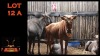 LOT 12A 1X GOUEWILDEBEES V/F:1