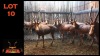 LOT 10 11X BLESBOK V/F:11 (Per Piece to take the lot/Per stuk om lot te neem)