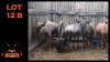 LOT 12B 4X BLOUWILDEBEES V/F:4 (Per Piece to take the lot/Per stuk om lot te neem)
