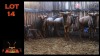 LOT 14 6X BLOUWILDEBEES M:1 V/F:5 (Per Piece to take the lot/Per stuk om lot te neem)