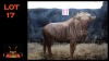 LOT 17 1X GOUEWILDEBEES M:1