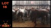 LOT 16 6X BLOUWILDEBEES V/F:6 (Per Piece to take the lot/Per stuk om lot te neem)