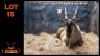 LOT 15 1X ELAND M:1
