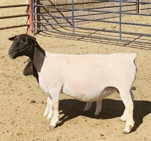 1x DORPER OOI/EWE Kowie de Witt Dorpers TIEPE 5