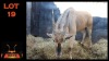 LOT 19 1X ELAND M:1