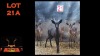 LOT 21A 1X SWART ROOIBOK M:1