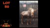LOT 50 1X GOUEWILDEBEES M:1