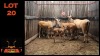 LOT 20 3X ELAND (Per Piece to take the lot/Per stuk om lot te neem)