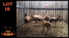 LOT 18 7X BLESBOK V/F:7 (Per Piece to take the lot/Per stuk om lot te neem)