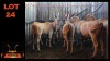 LOT 24 6X ELAND V/F:6 (Per Piece to take the lot/Per stuk om lot te neem)