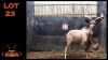 LOT 23 1X KOEDOE M:1