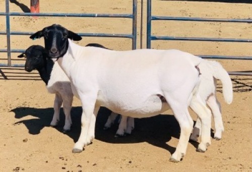 1x DORPER OOI/EWE Kowie de Witt Dorpers TIEPE 5