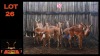 LOT 26 10X ROOIBOK M:2 V/F:8 (Per Piece to take the lot/Per stuk om lot te neem)