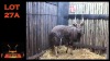 LOT 27A 1X NYALA M:1