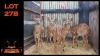 LOT 27B 4X NYALA V/F:4 (Per Piece to take the lot/Per stuk om lot te neem)