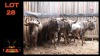 LOT 28 6X BLOUWILDEBEES M:3 V/F:2 (Per Piece to take the lot/Per stuk om lot te neem)