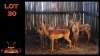 LOT 30 8X ROOIBOK M:1 V/F:7 (Per Piece to take the lot/Per stuk om lot te neem)