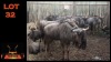 LOT 32 10X BLOUWILDEBEES M:2 V/F:8 (Per Piece to take the lot/Per stuk om lot te neem)