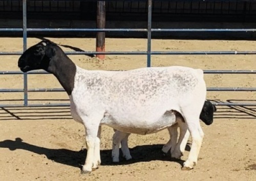 1x DORPER OOI/EWE Kowie de Witt Dorpers TIEPE 5