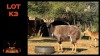 LOT K-3 1X NYALA M:1