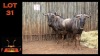 LOT 31 2X BLOUWILDEBEES M:2 (Per Piece to take the lot/Per stuk om lot te neem)