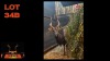 LOT 34B 1X NYALA M:1