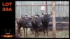 LOT 33A 3X BLOUWILDEBEES M:3 (Per Piece to take the lot/Per stuk om lot te neem)