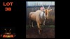 LOT 38 1X ELAND M:1