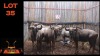 LOT 35 7X BLOUWILDEBEES V/F:5 (Per Piece to take the lot/Per stuk om lot te neem)