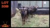 LOT 33B 3X BLOUWILDEBEES M:3 (Per Piece to take the lot/Per stuk om lot te neem)