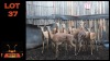 LOT 37 9X ROOIBOK V/F:9 (Per Piece to take the lot/Per stuk om lot te neem)