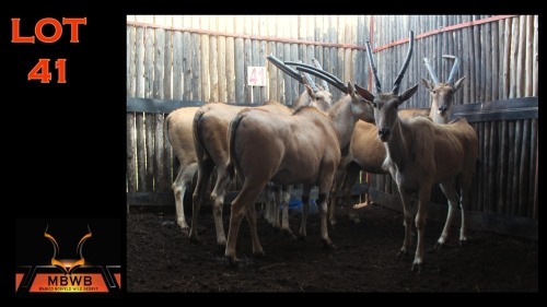 LOT 41 4X ELAND V/F:4 (Per Piece to take the lot/Per stuk om lot te neem)
