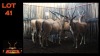 LOT 41 4X ELAND V/F:4 (Per Piece to take the lot/Per stuk om lot te neem)