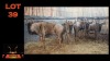 LOT 39 5X BLOUWILDEBEES V/F:5 (Per Piece to take the lot/Per stuk om lot te neem)