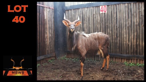 LOT 40 1X NYALA M:1