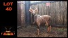 LOT 40 1X NYALA M:1