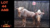 LOT 44B 1X KONINGS WILDEBEES M:1