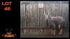 LOT 46 1X NYALA M:1