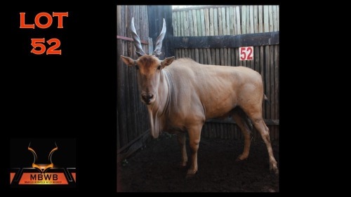 LOT 52 1X ELAND M:1